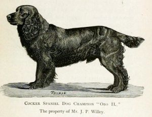 Historia cocker spaniela