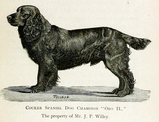 Historia cocker spaniela