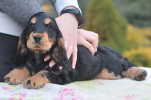 cocker spaniel angielski umaszczenie