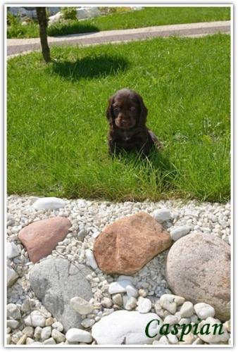 hodolwa cocker spaniel angielski (1)