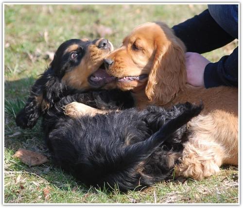 hodolwa cocker spaniel angielski (10)