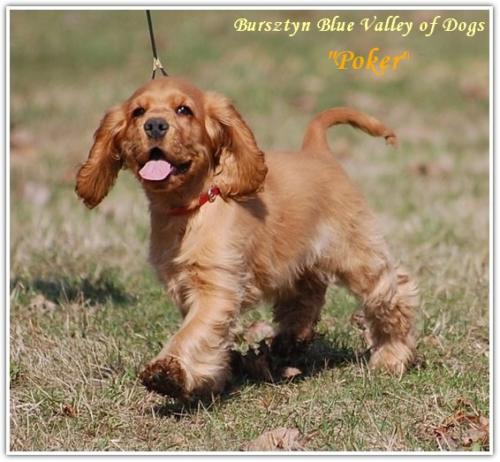 hodolwa cocker spaniel angielski (5)