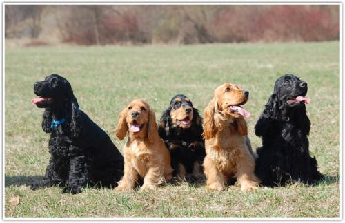 hodolwa cocker spaniel angielski (6)