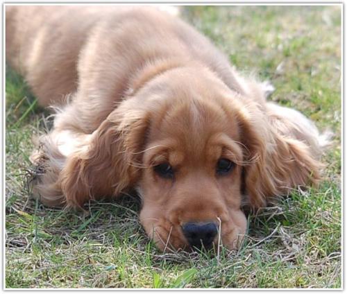 hodolwa cocker spaniel angielski (7)