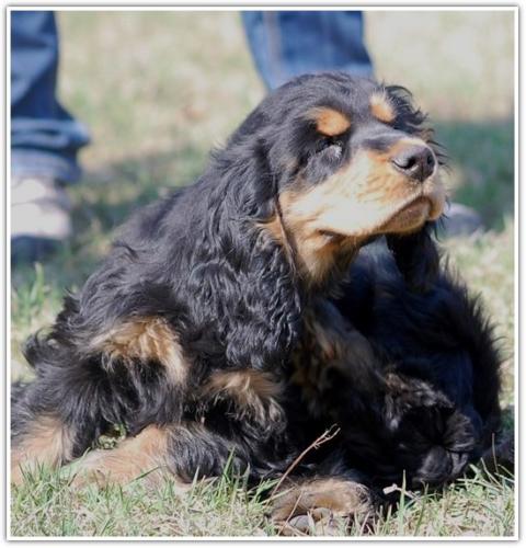 hodolwa cocker spaniel angielski (8)