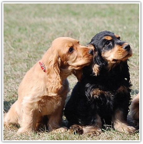 hodolwa cocker spaniel angielski (9)