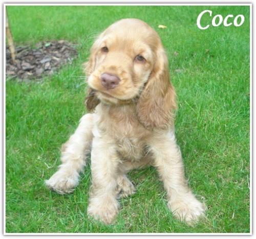 hodowla cocker spaniel angielski (1)