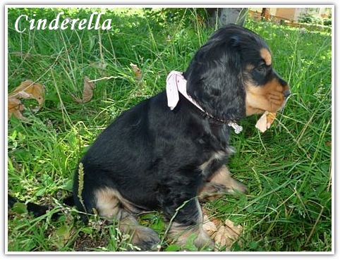 hodowla cocker spaniel angielski (15)