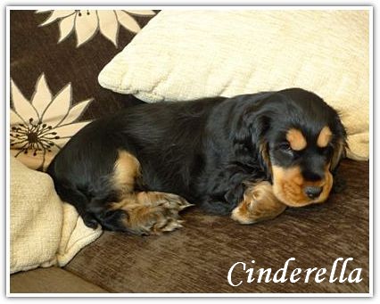 hodowla cocker spaniel angielski (16)