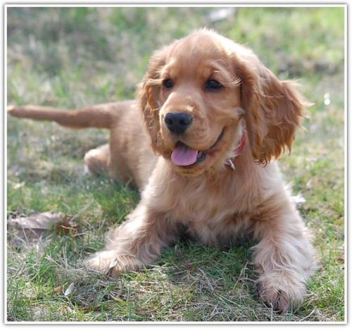 szczeniaki cocker spaniel angielski blue valley (1)