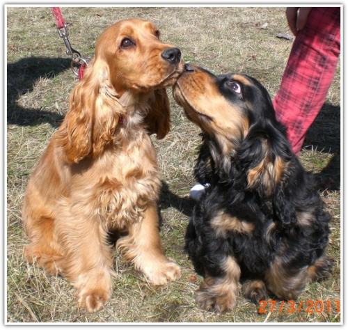 szczeniaki cocker spaniel angielski blue valley (2)