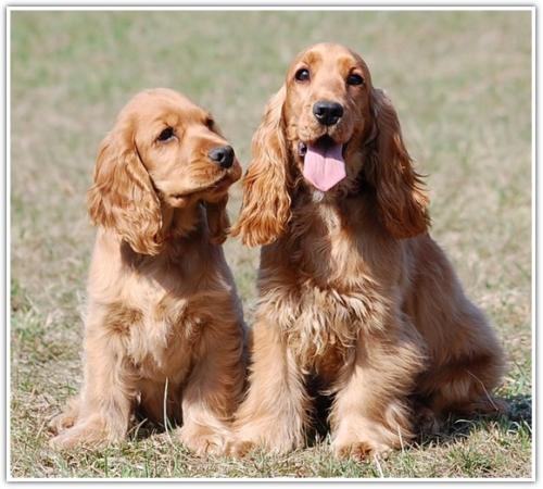 szczeniaki cocker spaniel angielski blue valley (3)
